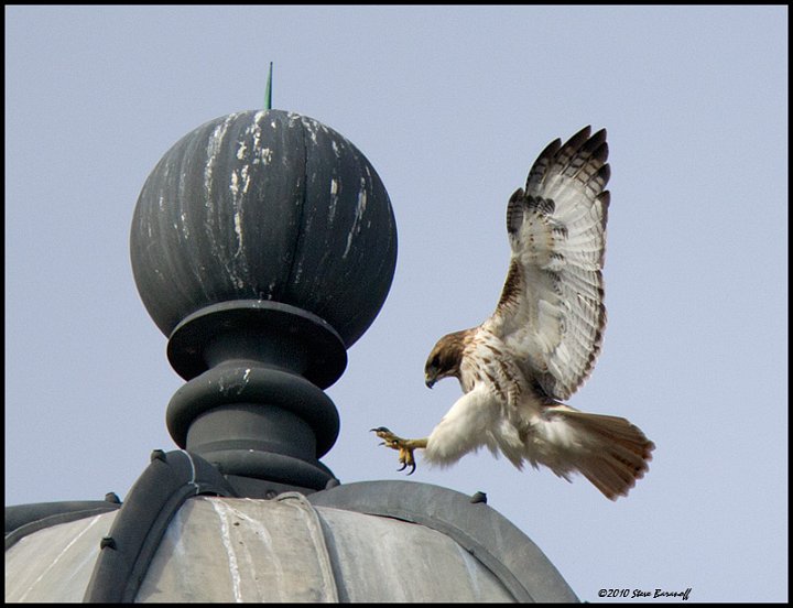 _1SB3794 red-tailed hawk on carillon.jpg